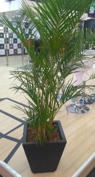 Vaso Polipropileno Preto com palmeira areca.png